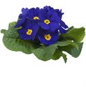 Bild von Primula P10.5 gebroken knop/1bloem Blue